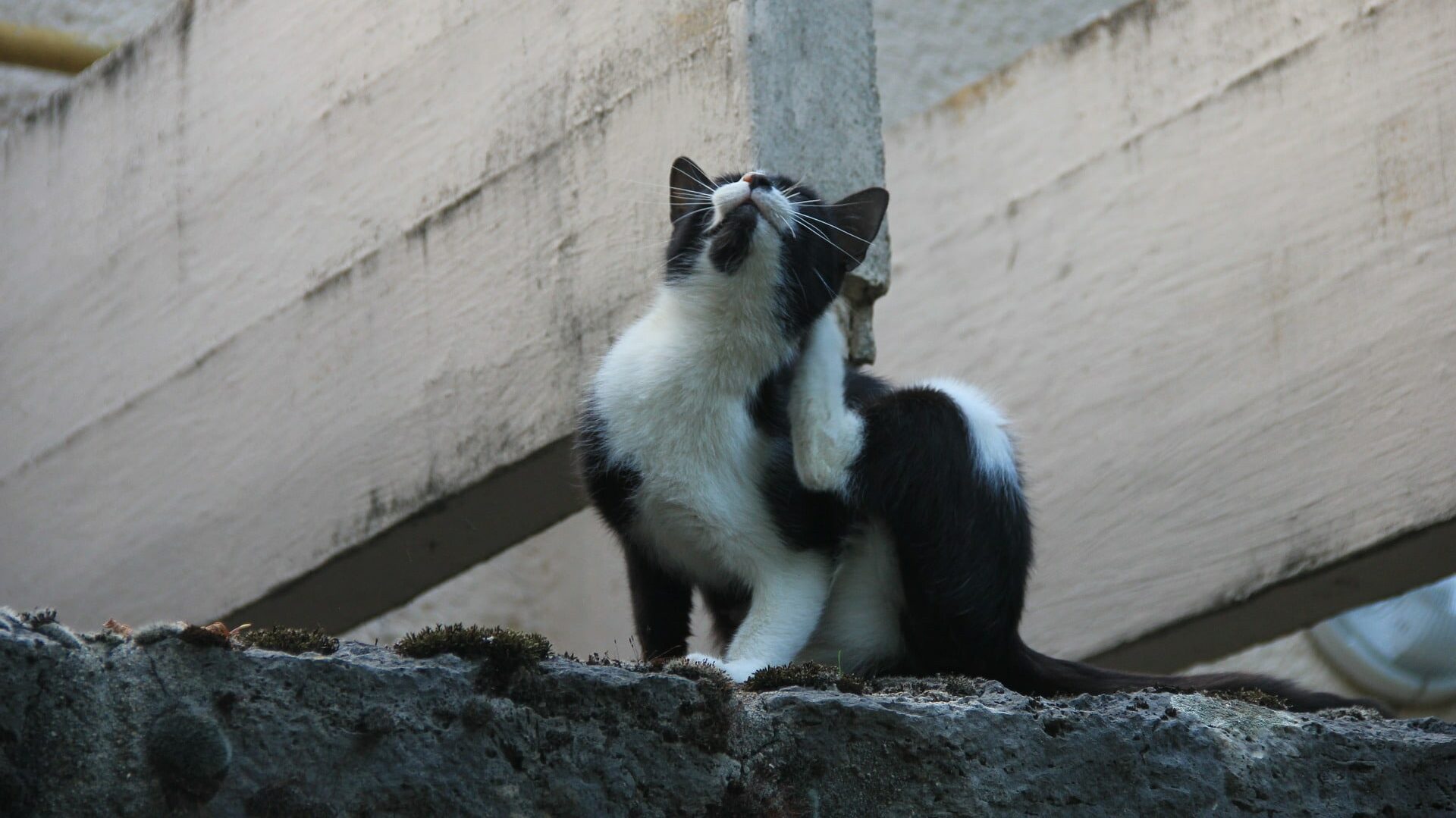 Gale Du Chat Causes Sympt Mes Et Traitements