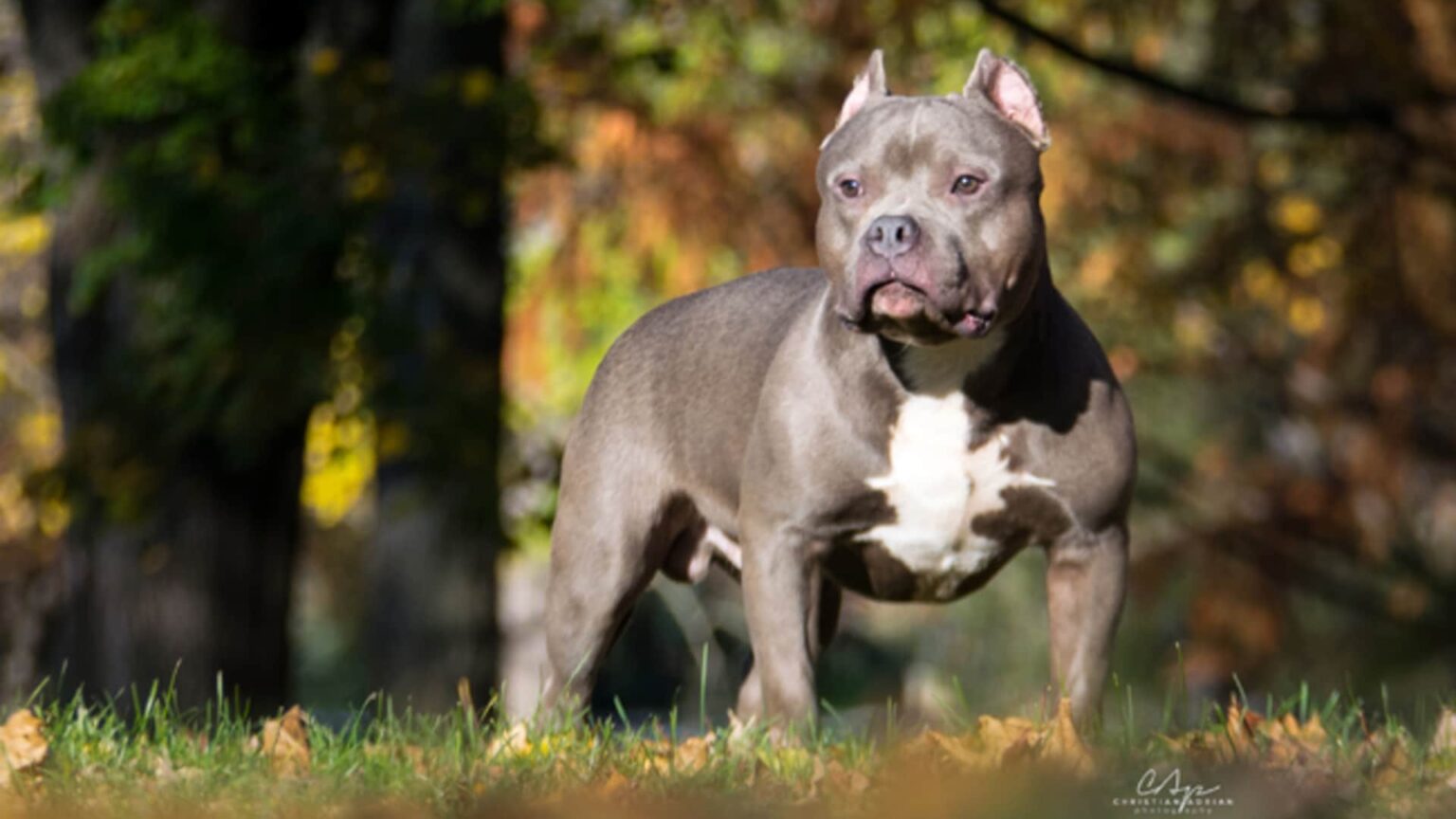 American bully Prix de ce chien Caractère Santé Alimentation