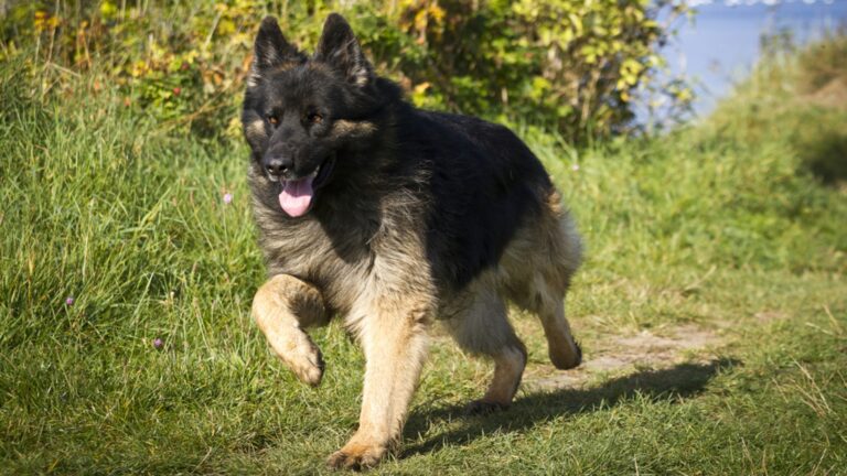 Berger allemand ancien type Prix de ce chien Caractère Santé