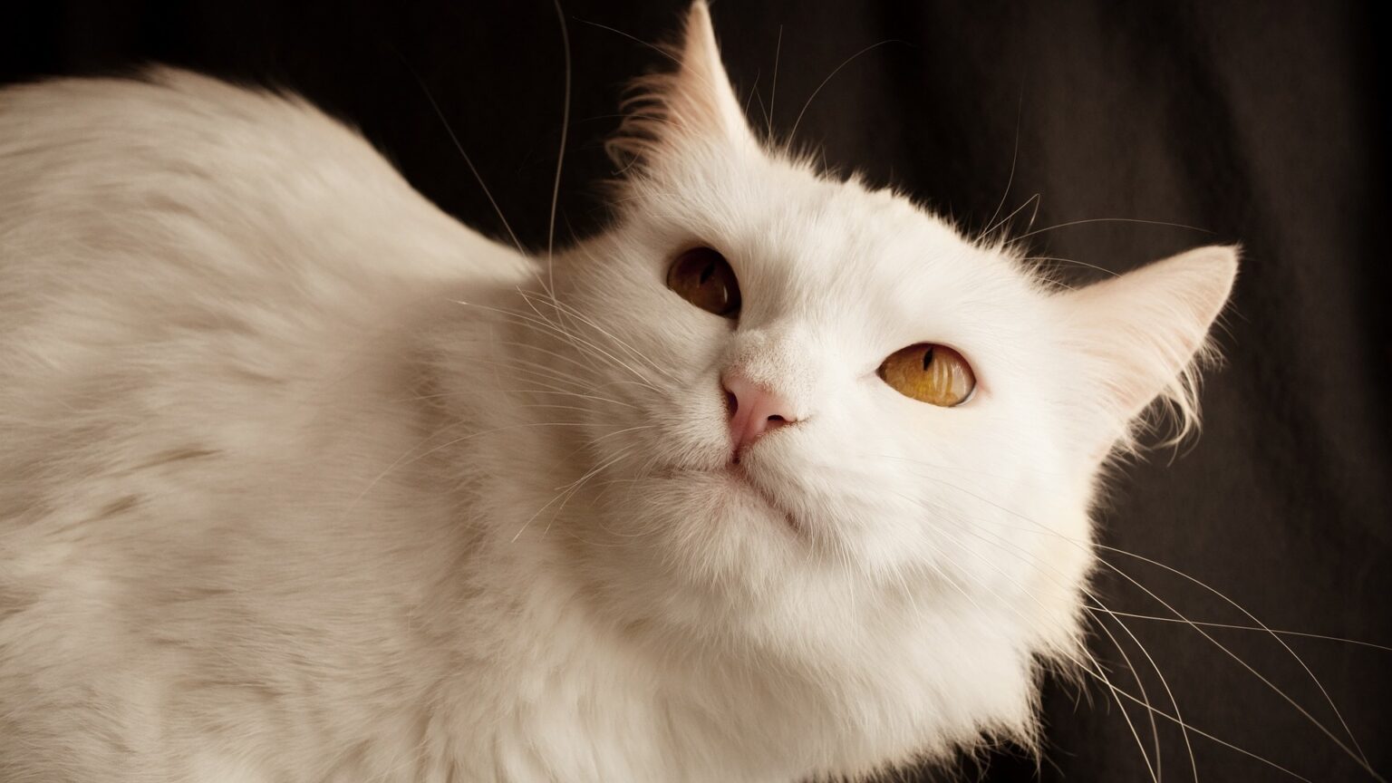  Angora  Turc  Prix de  ce chat Comportement Caract re Sant 