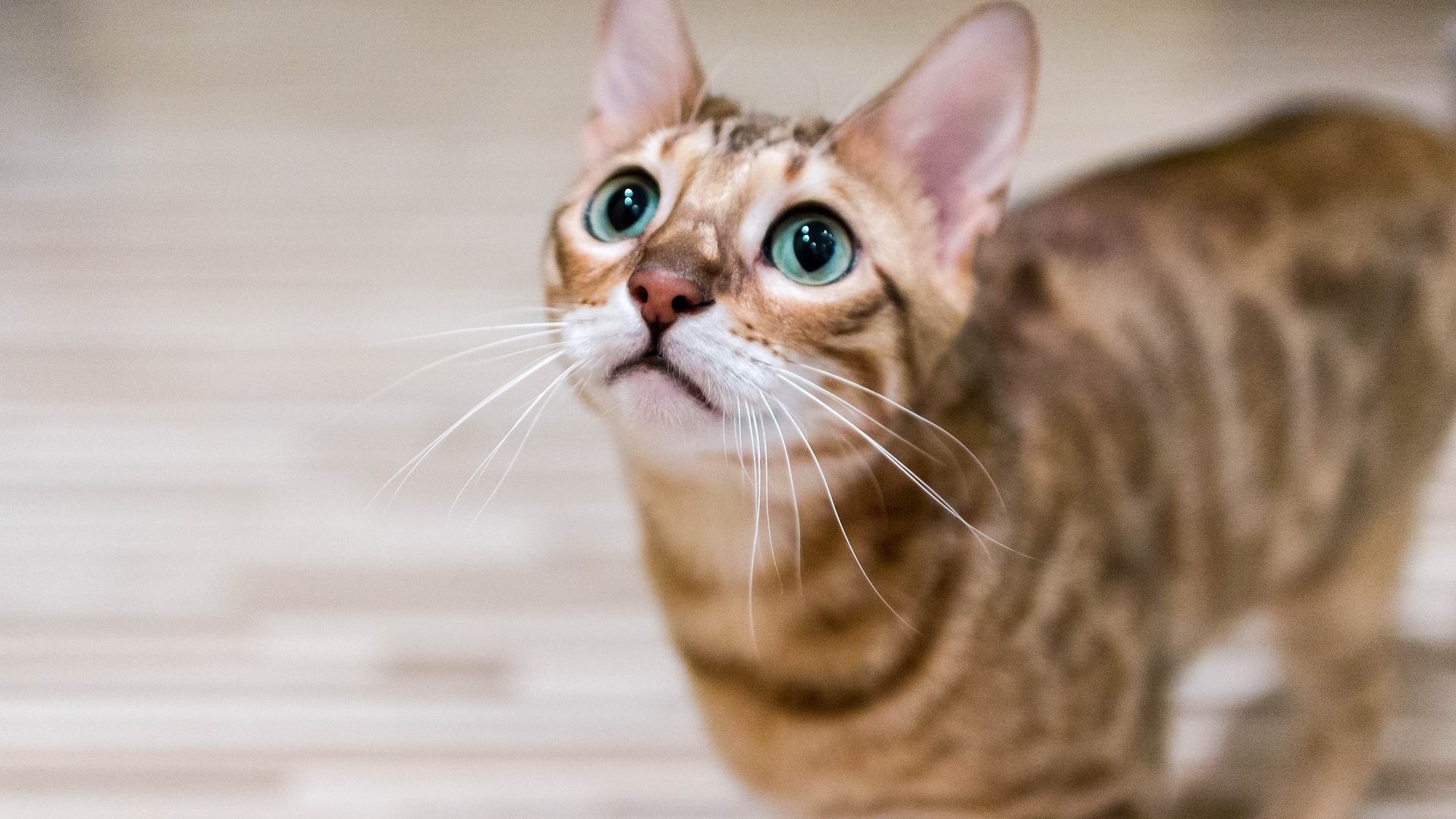 Bengal Prix De Ce Chat Comportement Caractere Sante