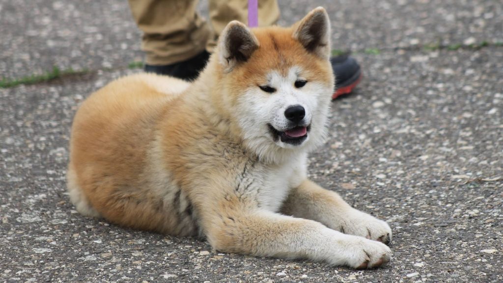 Akita Inu : Prix de ce chien, Caractère, Santé, Alimentation