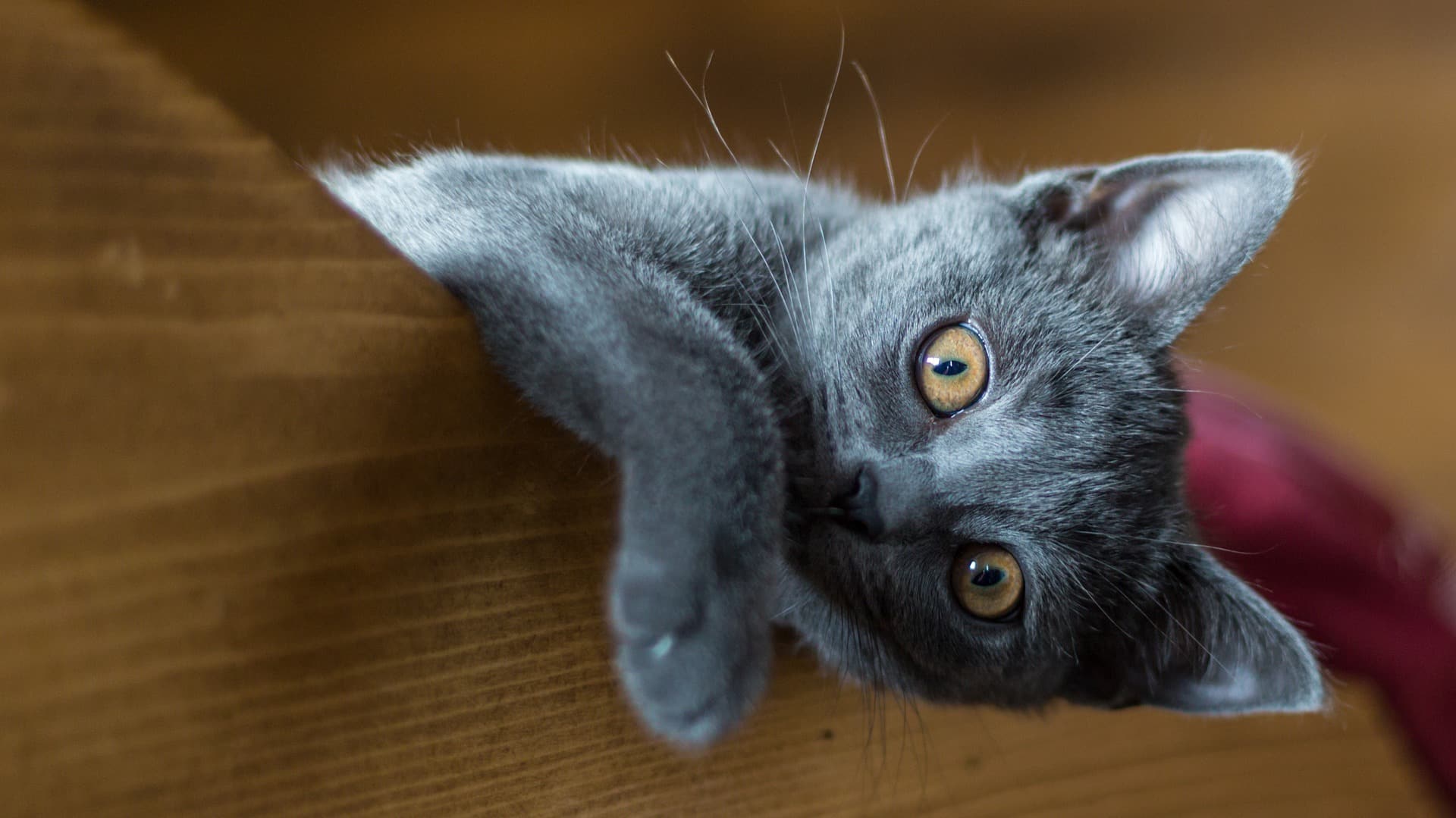 Chartreux Prix De Ce Chat Comportement Caractere Sante