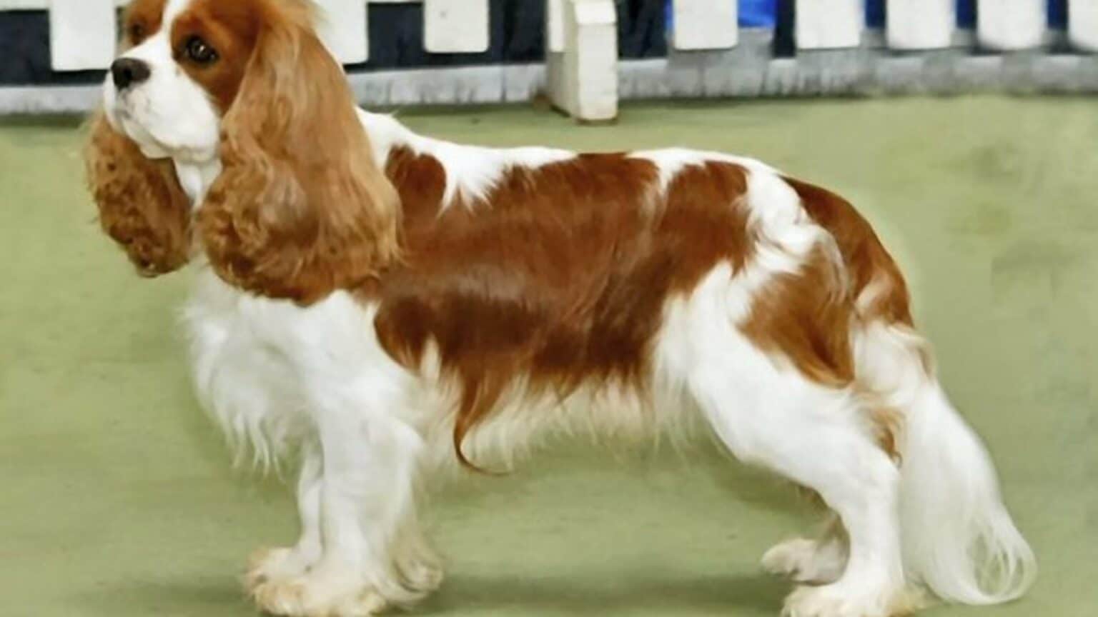 Cavalier King Charles Spaniel Prix De Ce Chien Caract Re Sant Alimentation