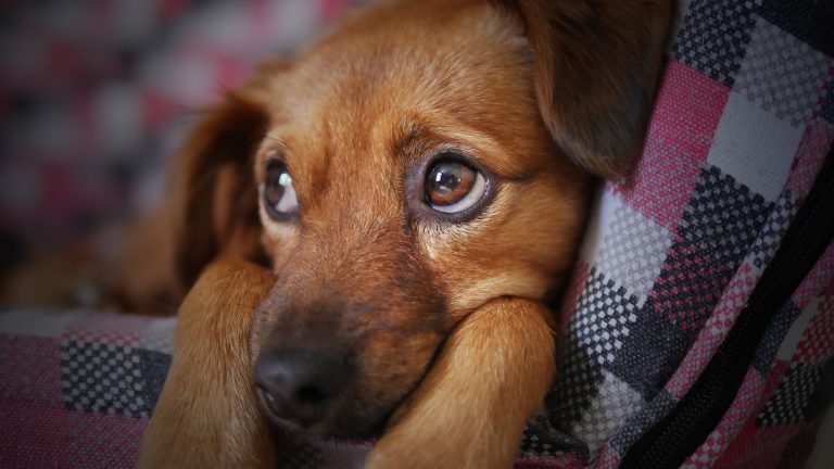 Stress chez les chiens  comment le réduire et quelles en sont les causes