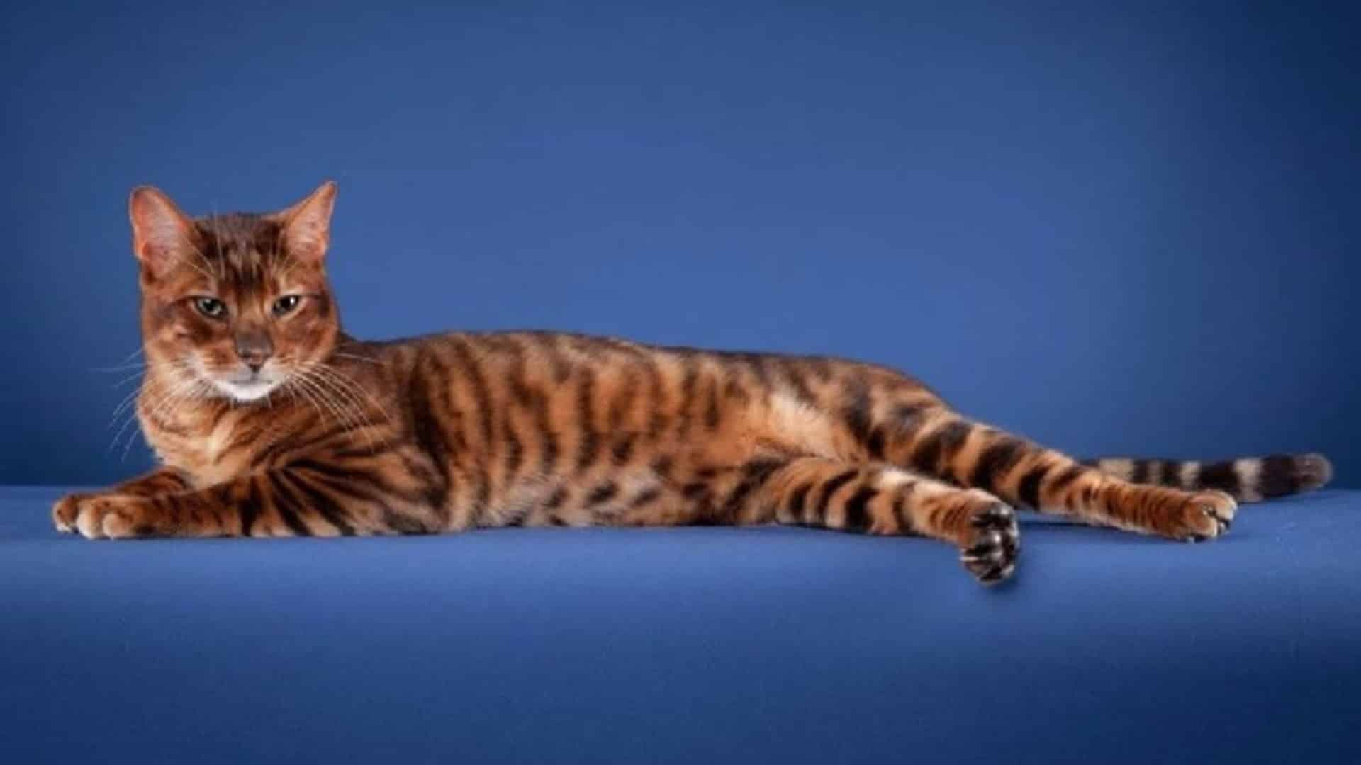 Toyger Prix De Ce Chat Comportement Caractere Sante