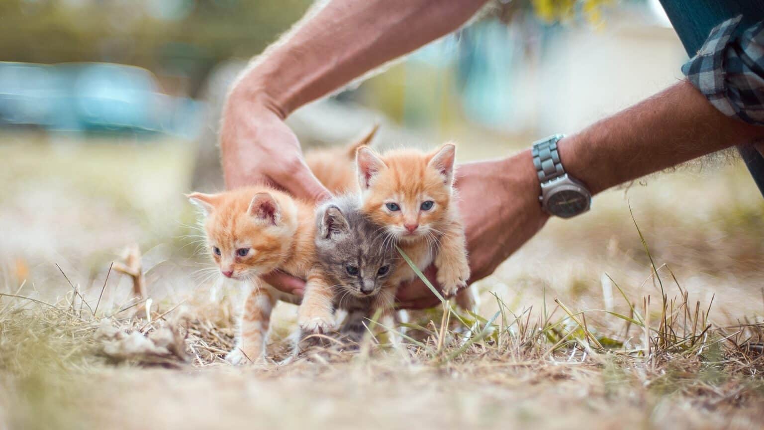 comment adopter un chaton en belgique