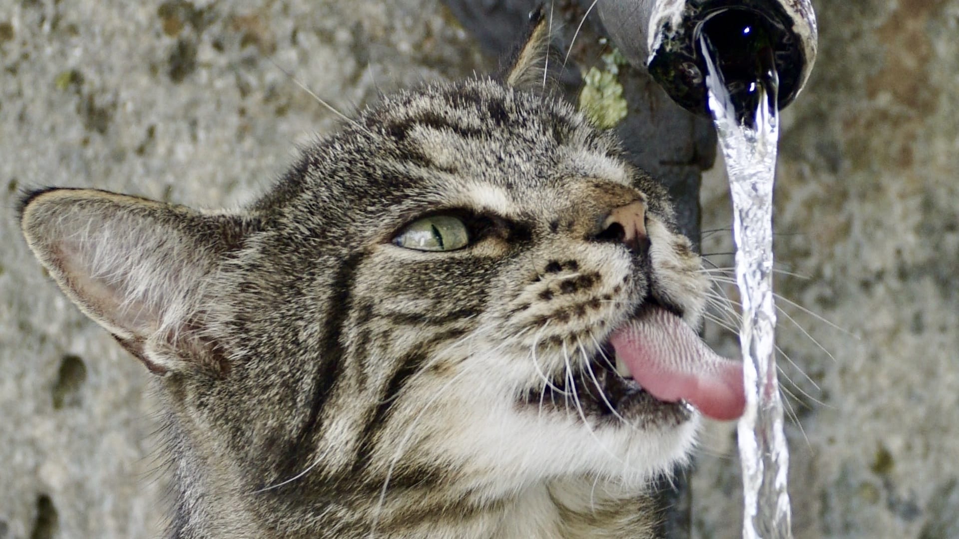 Fontaine à eau pour chat – Notre top 3