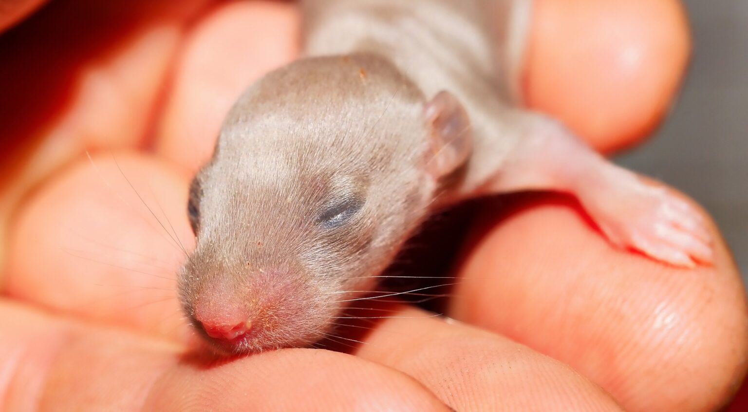 Rat Domestique : Ce Qu’il Faut Savoir Avant D'en Adopter