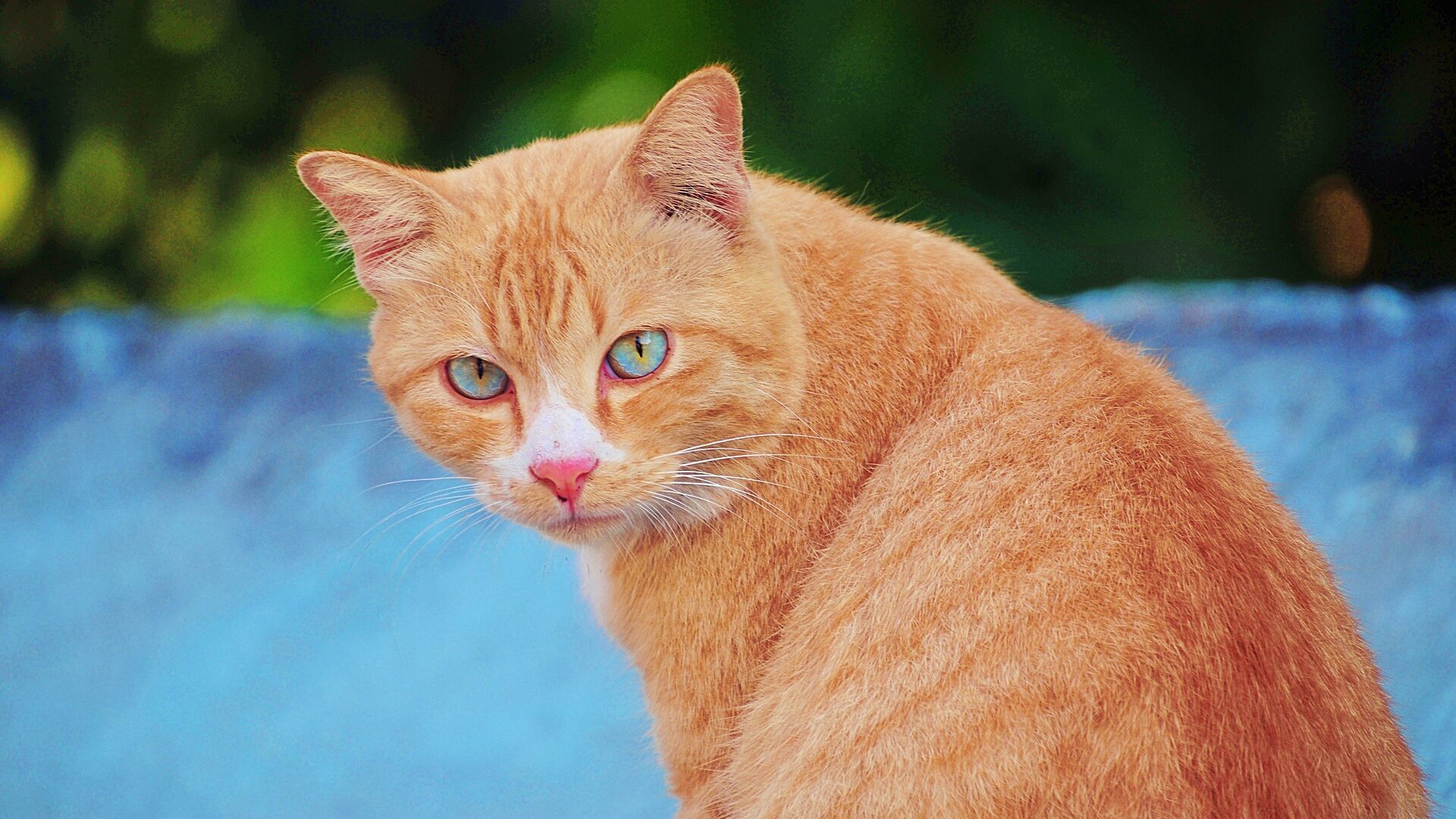 Les chats roux : de sacrées particularités !