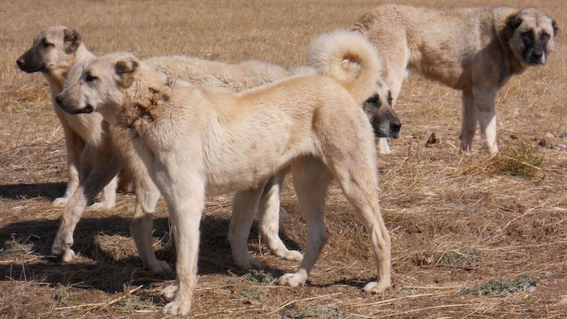 Kangal vs hyena