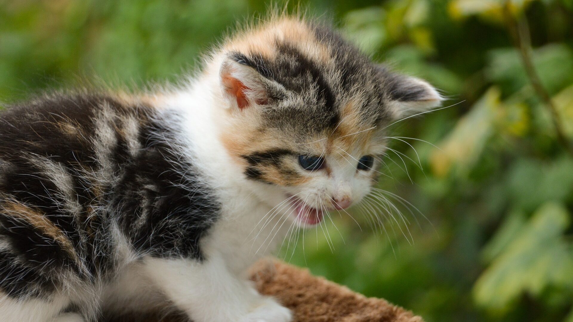 miaulement ronronnement chat